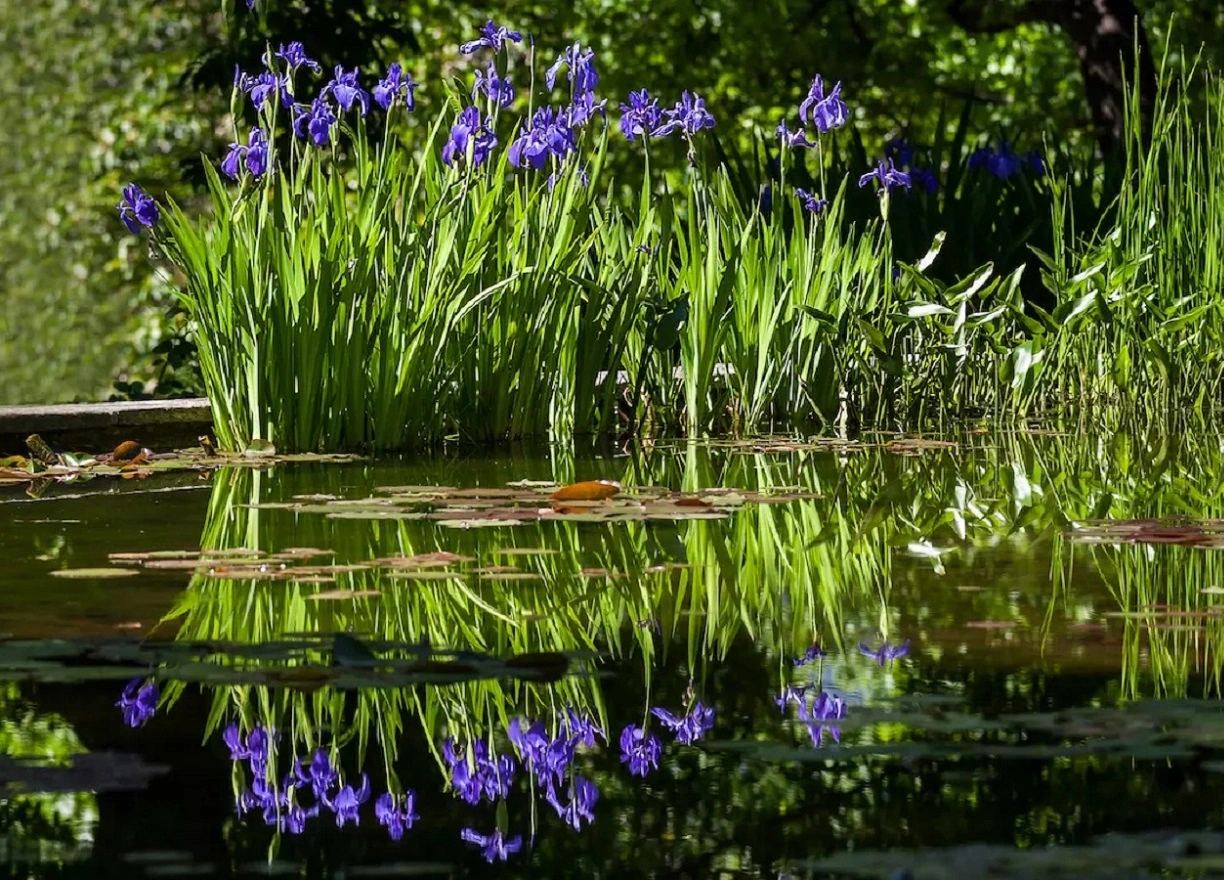 22 Mejores Plantas para Estanques - Plantas Acuáticas Populares para Estanques