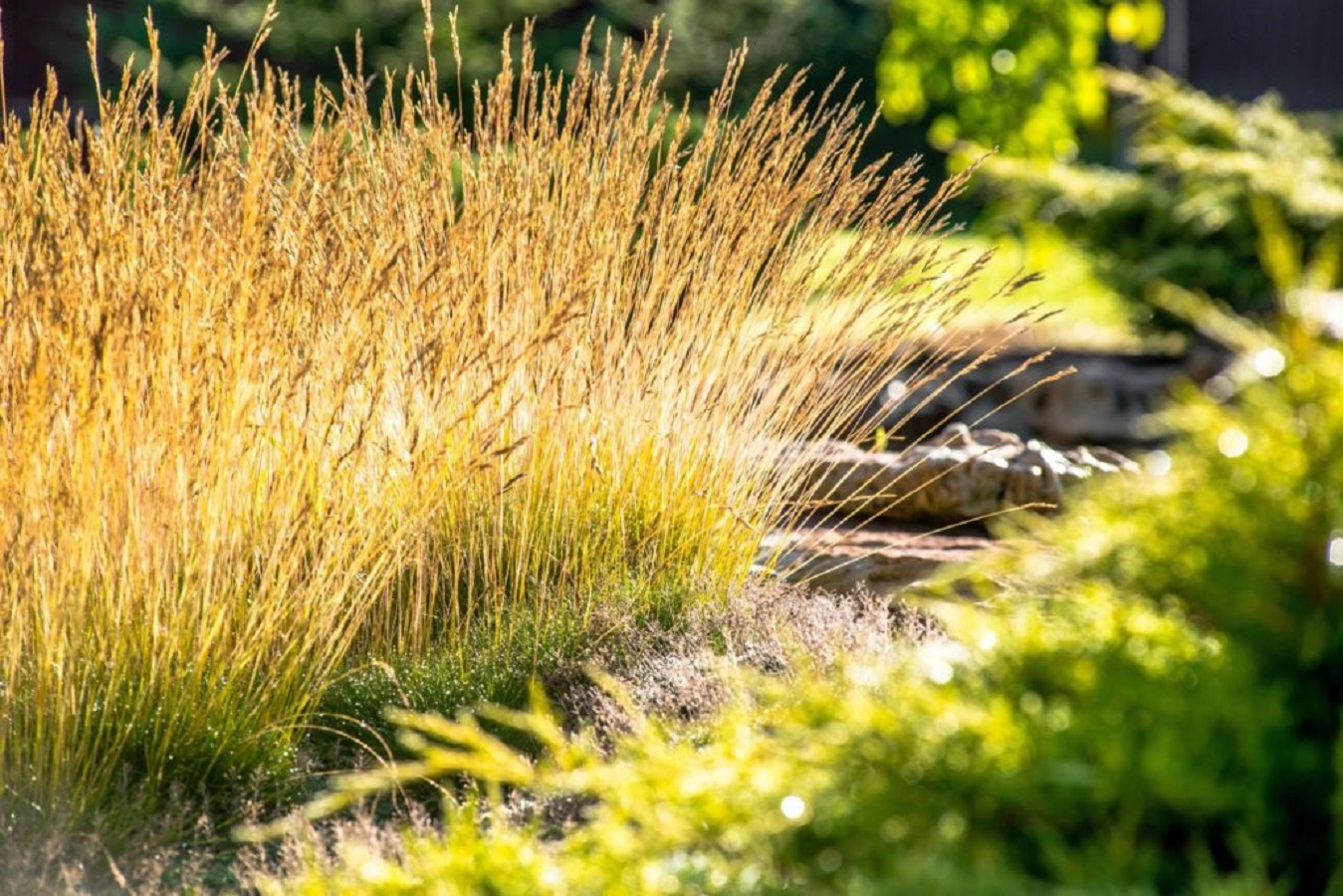 22 Ziergräser für die Gartengestaltung - Die Besten Ziergräser