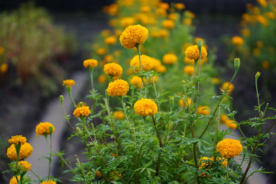 Popular marigold varieties