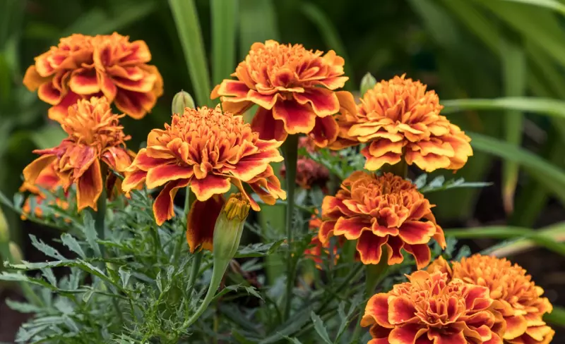 Marigold - beneficios para la salud