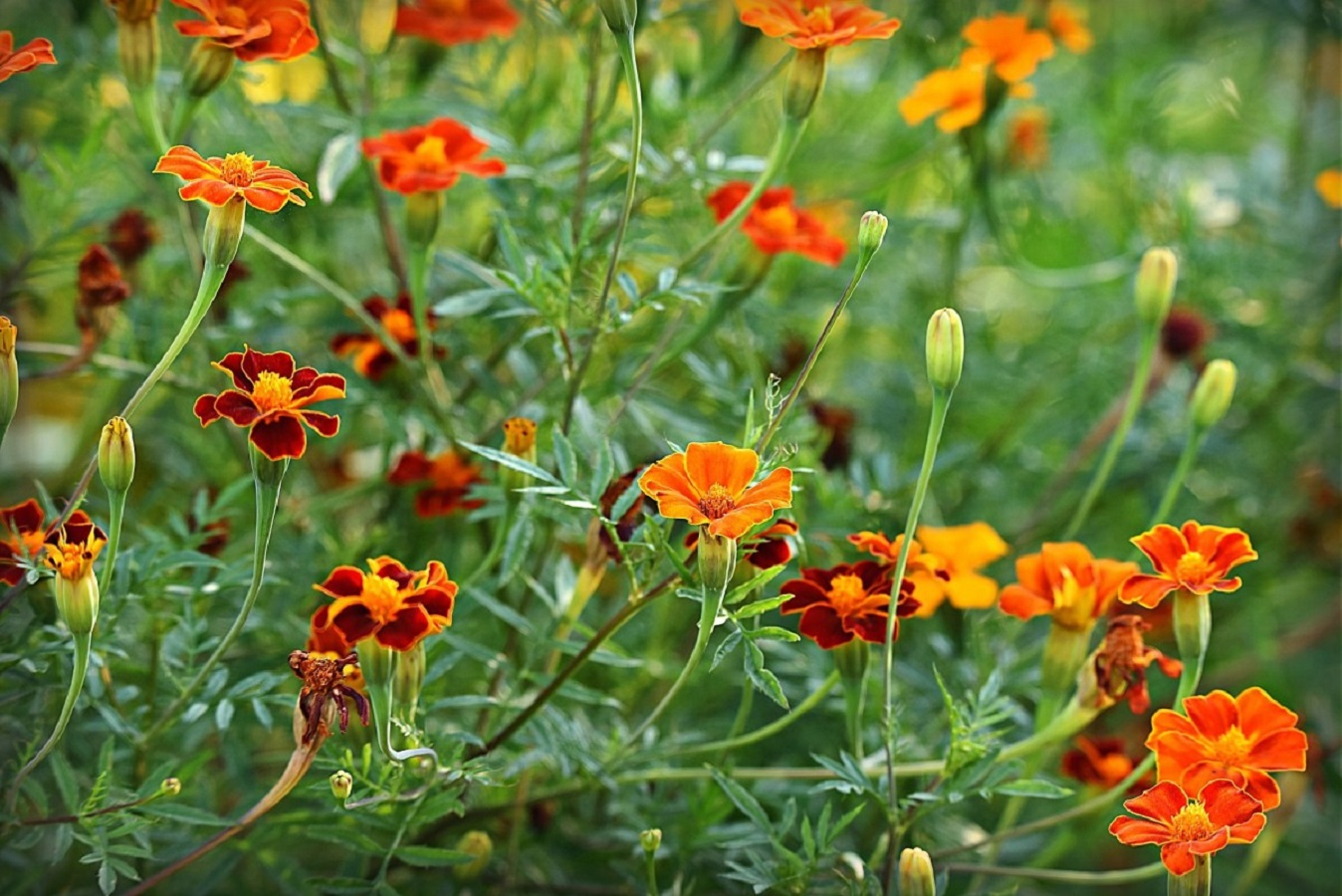 Tagetes Blüten - Alles, was Sie über die Pflege von Studentenblumen Wissen Wollten