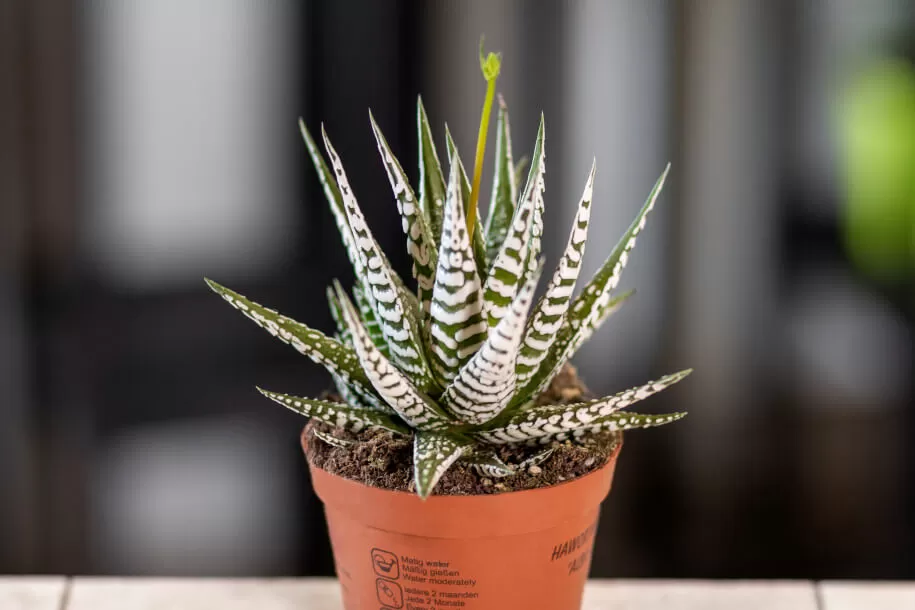 Plantas venenosas para los gatos - aloe