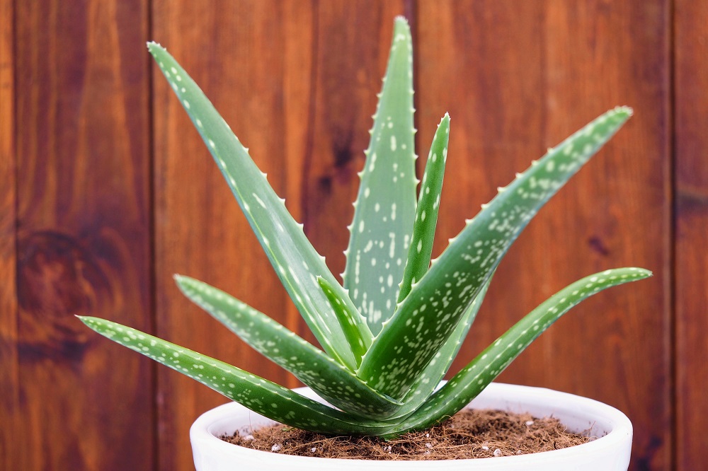 Aloe - welche Art von Pflanze ist das?