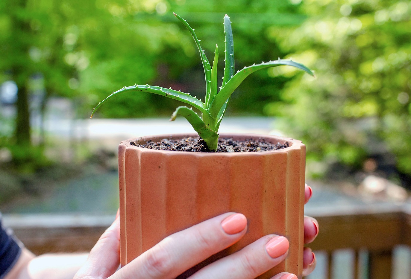 Il Potere Lenitivo della Pianta d'Aloe - Imparare a Coltivare l'Aloe Vera