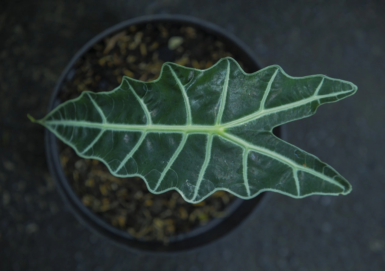 Pianta di Alocasia - Consigli per la Cura, Varietà Popolari, Propagazione