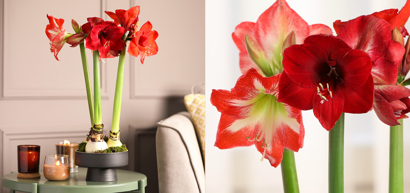 Amaryllis: ¿qué tipo de planta es?