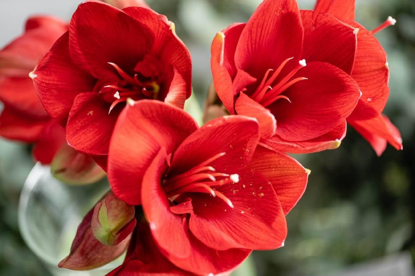 Wie Pflegt Man Amaryllis? Pflegeanleitung für Getopfte Amaryllis