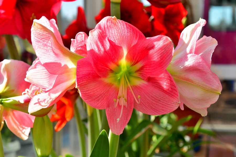 Cura dell'amaryllis - di cosa ha bisogno la pianta?