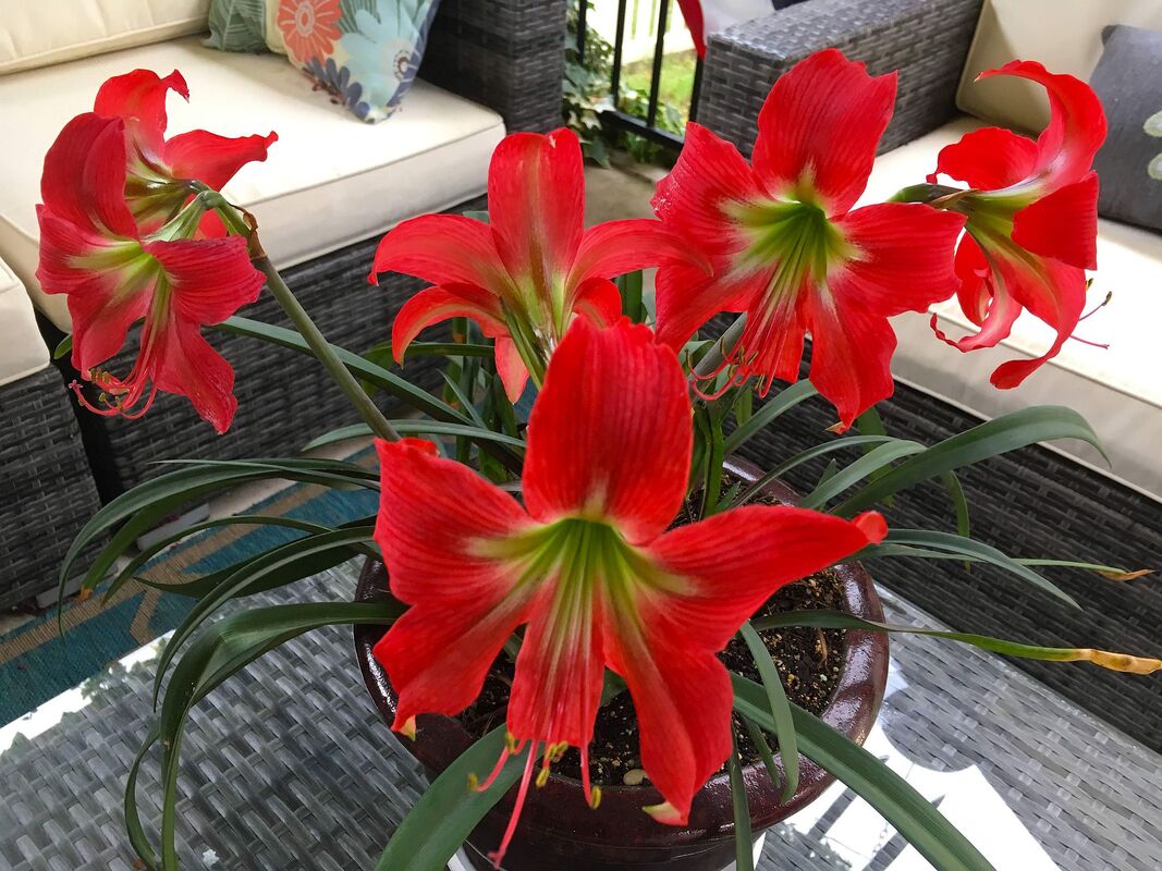 Cura degli amaryllis in casa - malattie e parassiti comuni