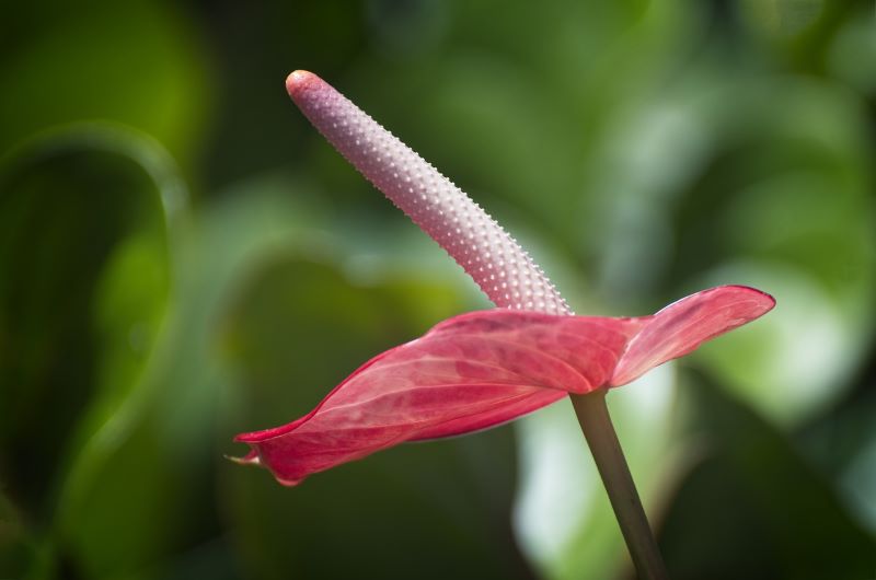 Specie floreali popolari di anthurium