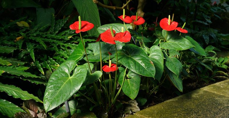 Anthurium - annaffiatura e propagazione