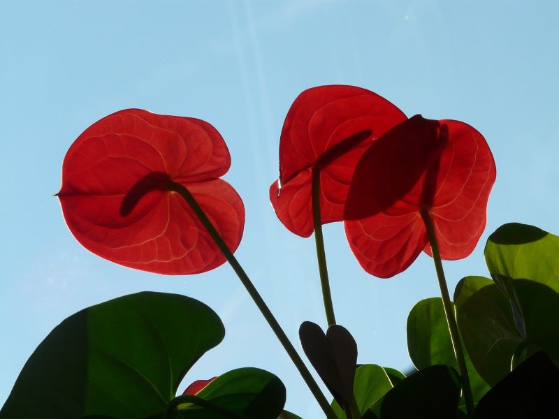 Anthurium - ¿qué tipo de planta es?