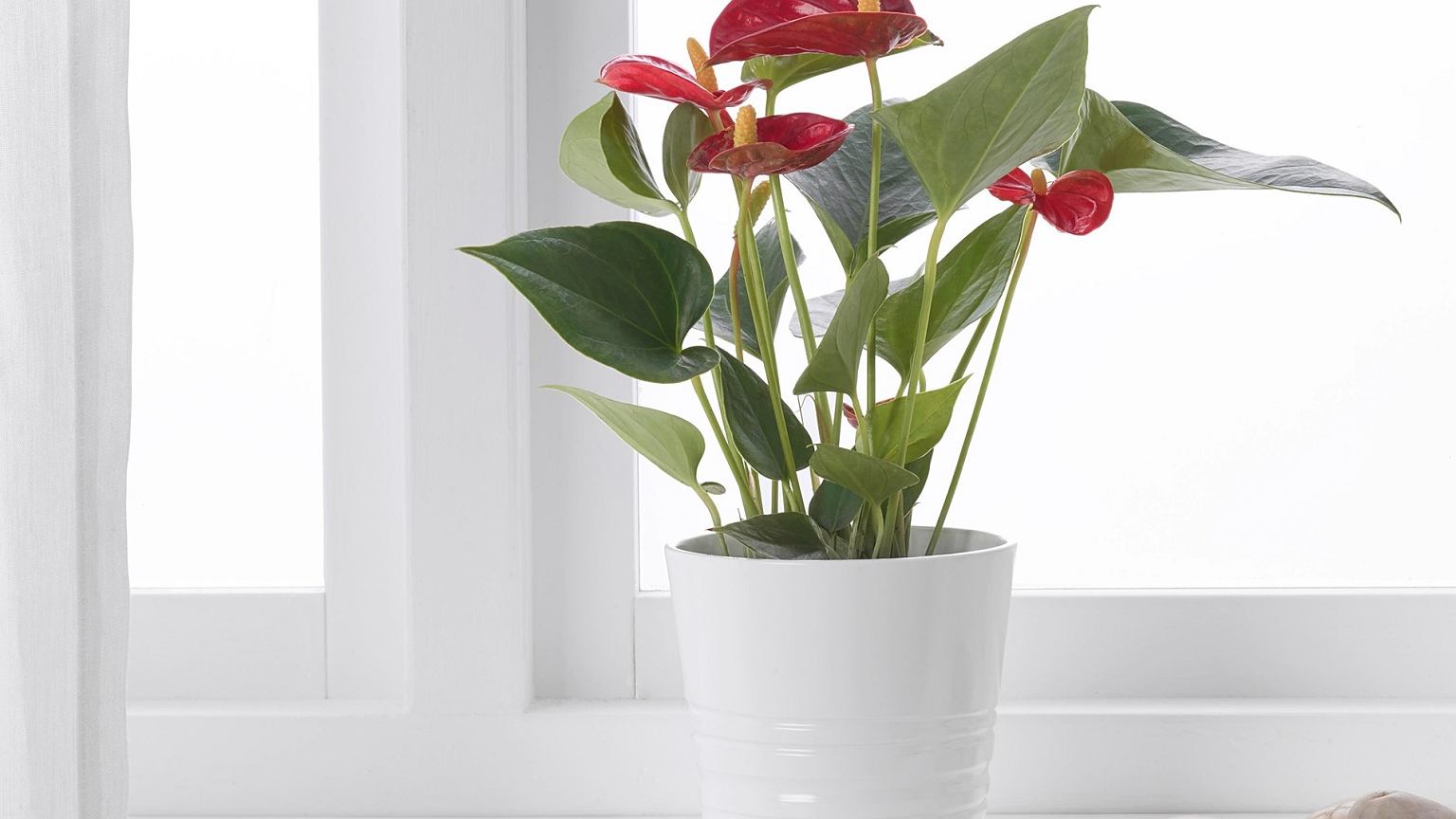 Anthurium - plante d'intérieur