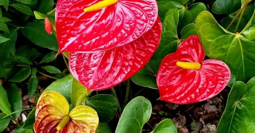 Plantas venenosas para el ser humano - anthurium