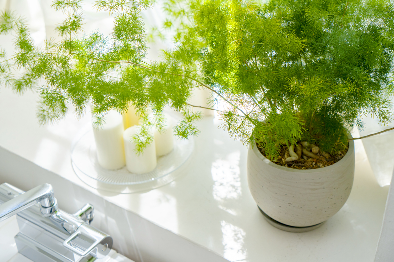 Helecho espárrago: plantas de salón sencillas pero inusuales