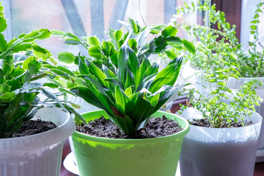 Aspidistra elatior - a kitchen plant for everyone