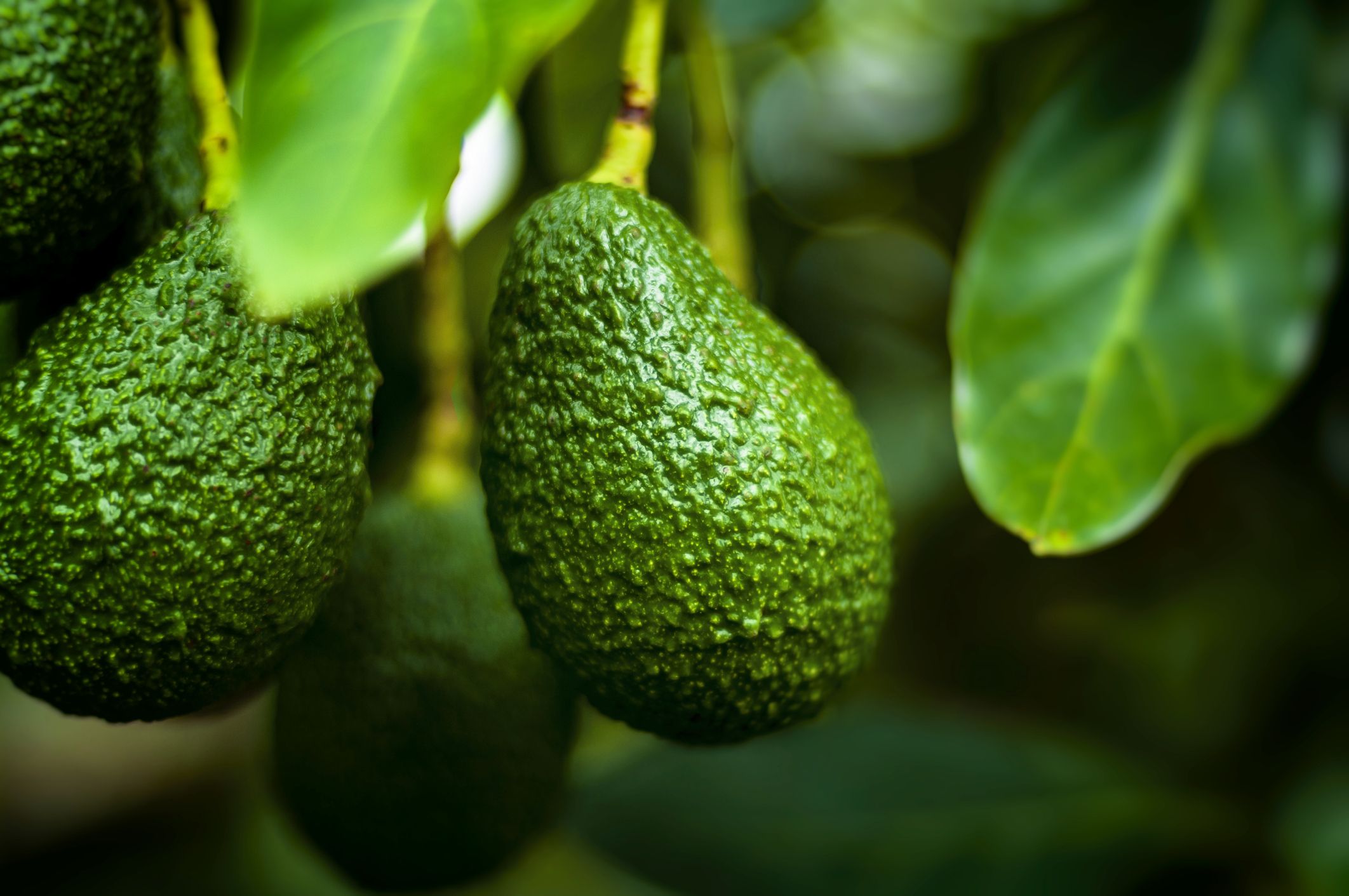 Quando darà frutti il mio avocado in vaso?