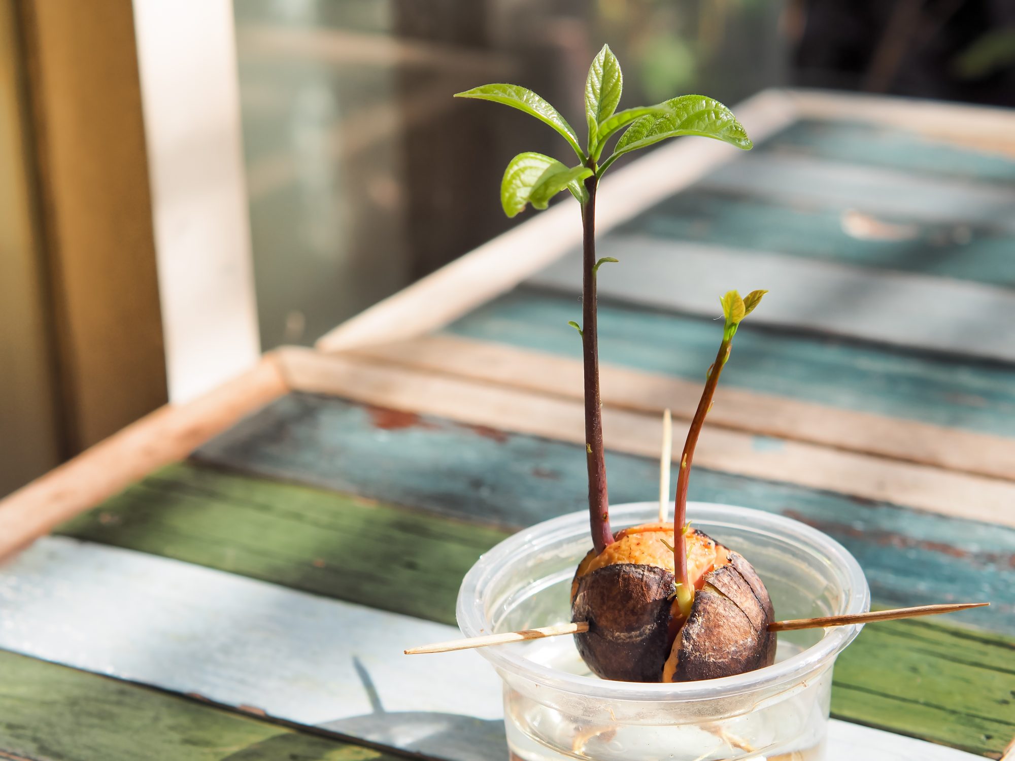 Wachsende Avocadokern - Lernen Sie, wie man Avocado Kern