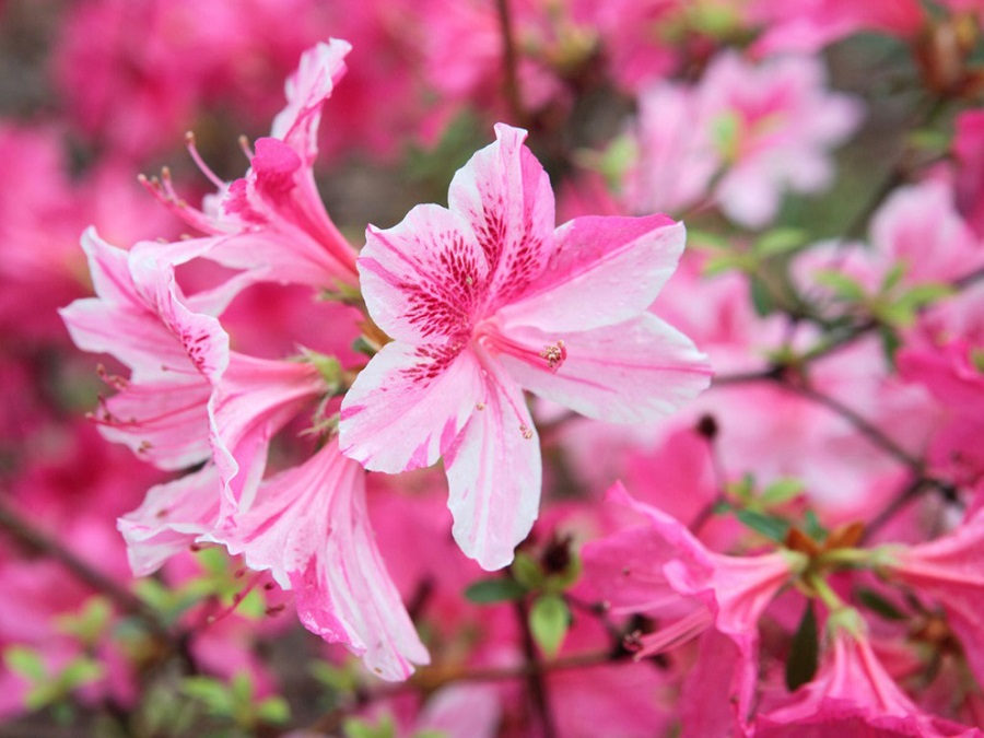 Azalea: ¿qué tipo de planta es y qué aspecto tiene?