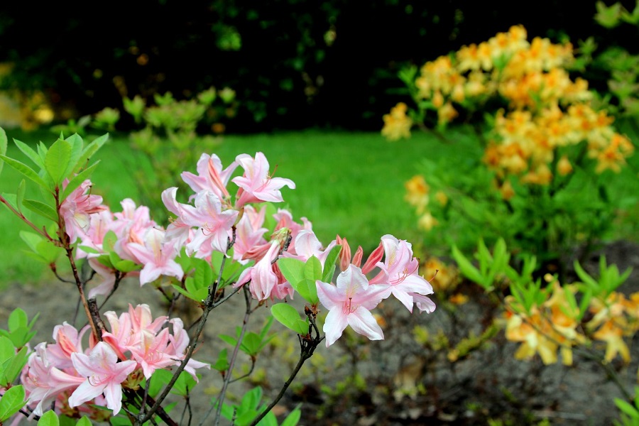 Quand les azalées fleurissent-elles ?