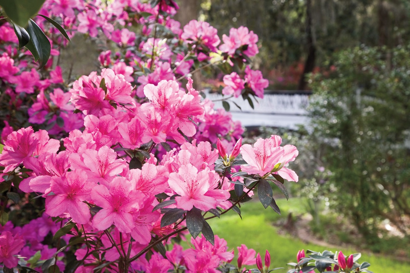 Tipos de Azalea y sus Cuidados - Todo lo Que Necesita Saber Sobre las Azaleas