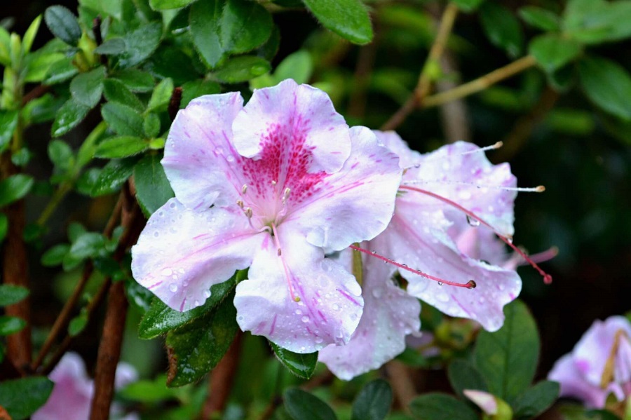 Azalea - tipos de planta