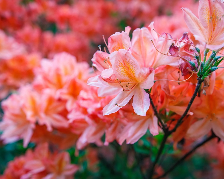 Malattie e parassiti dell'azalea