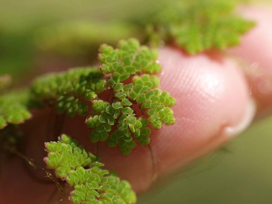 Azolla de Carolina (Azolla caroliniana)