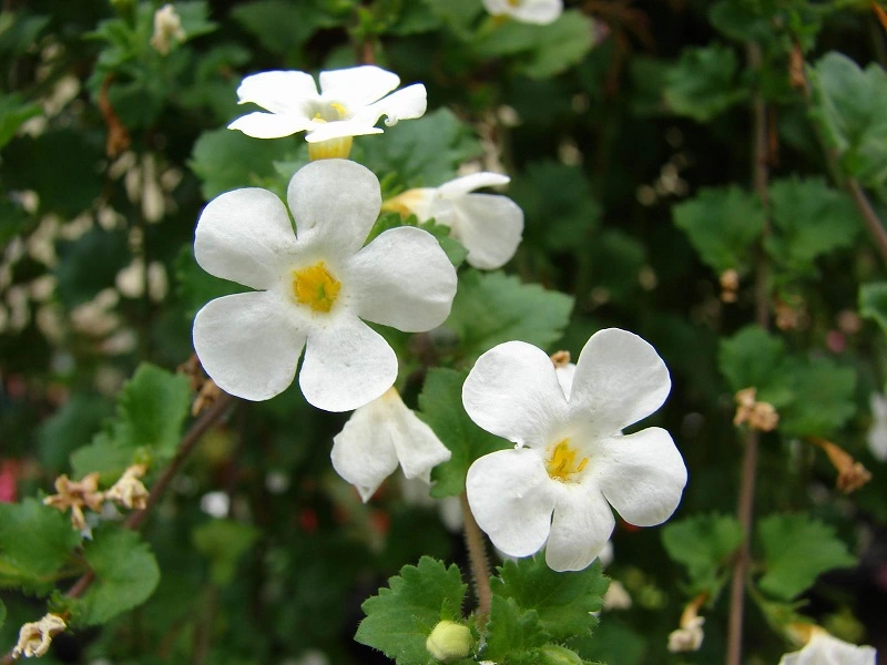 Hisopo de agua: las características de la popular planta ornamental