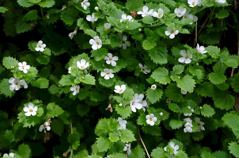 ¿Cómo se cultiva la bacopa monnieri?