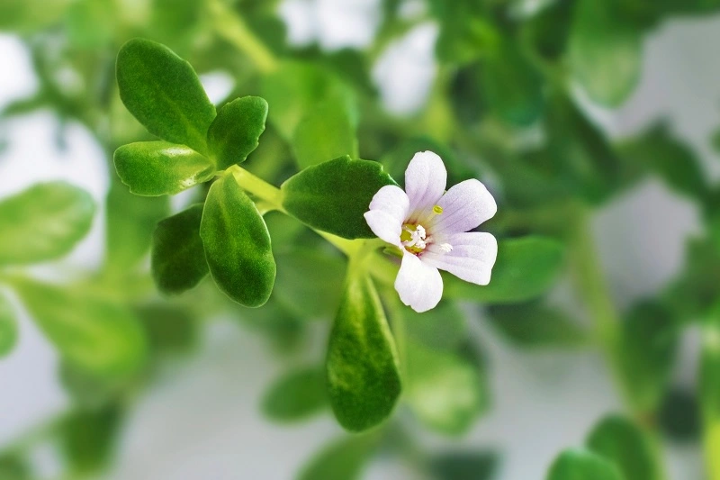 ¿Necesita la bacopa ser abonada?