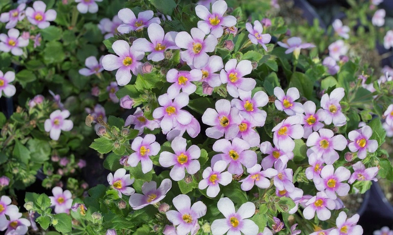 Bacopa - una planta de muchas variedades