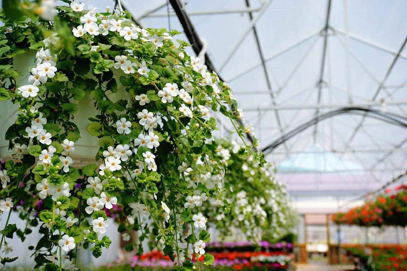 Pianta di Bacopa - Imparare a Coltivare e Curare l'Issopo d'Acqua