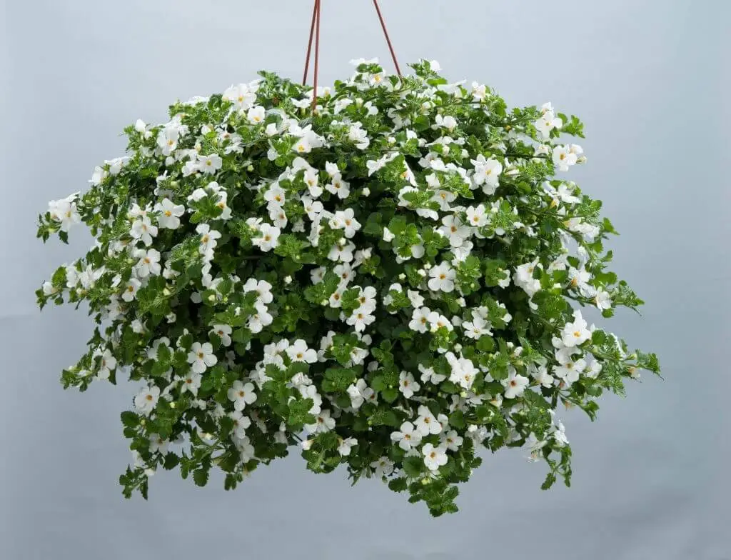 Wintering bacopa plants