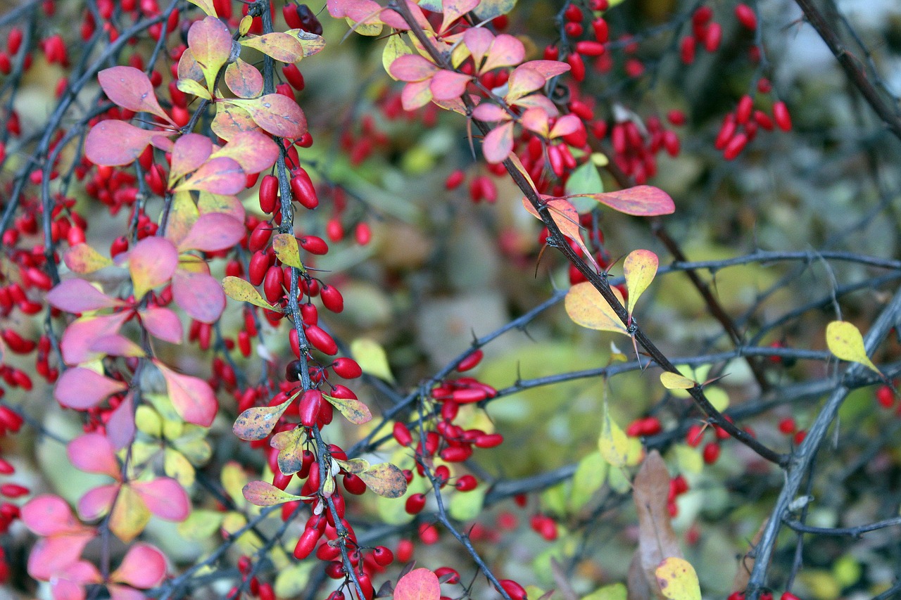 Indian summer garden plants