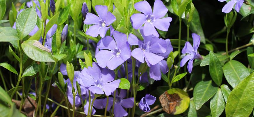 Bígaro enano (Vinca minor)