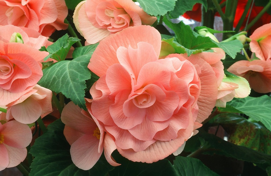 Begonia - che tipo di pianta è?