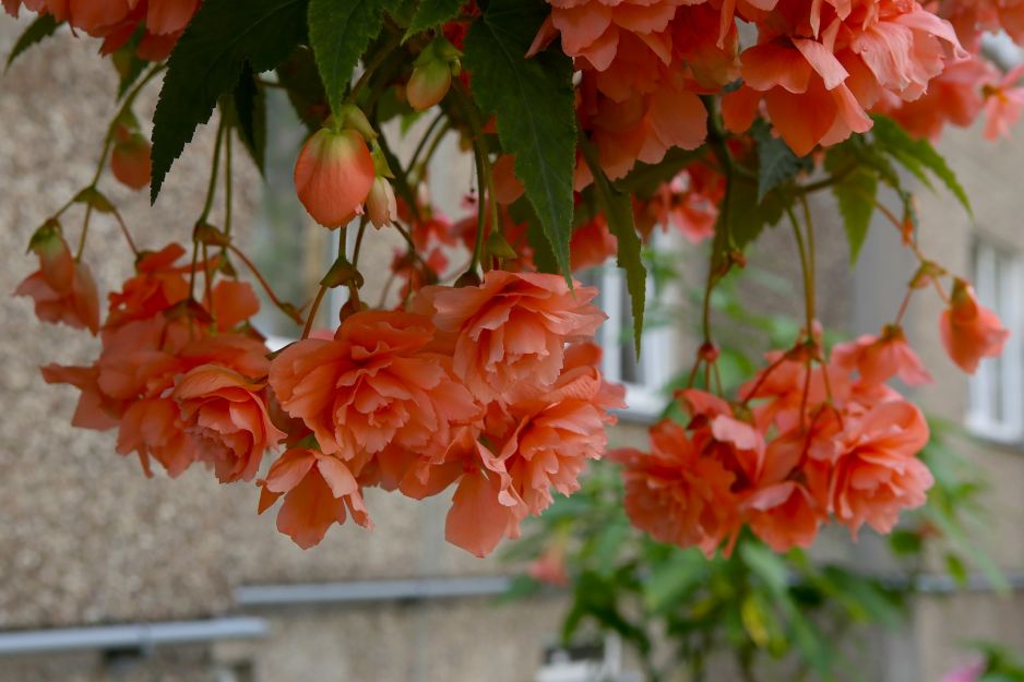 Begonia - plantas de balcón
