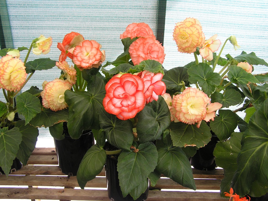 Begonia - popularne odmiany