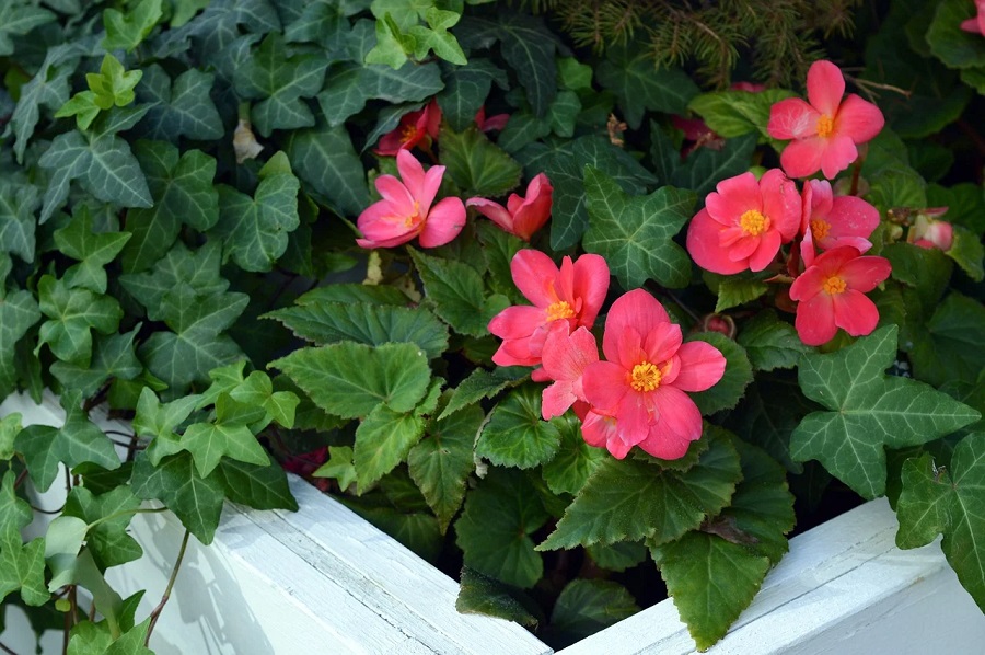 Begonia rosa