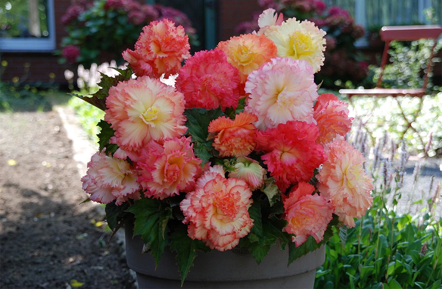 Las begonias de invierno