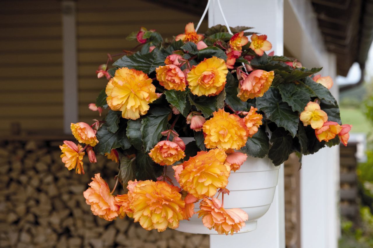 Begonie - Tutto Quello che Dovresti Sapere Sulla Cura Della Begonia