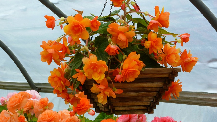 Maceta de begonia - variedad naranja