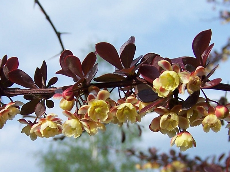 Barberry (Berberis L.)