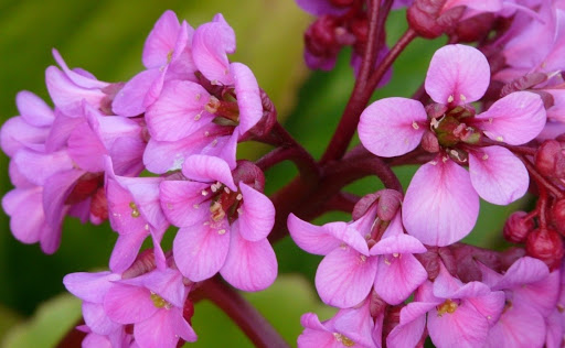 Bergenias - flores primaverales de larga duración