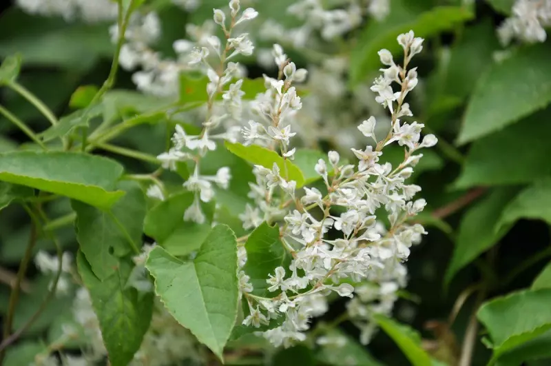 Silberne Spitzenrebe (Fallopia aubertii)