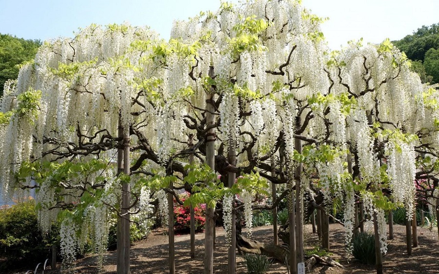 Wisteria - variedades populares