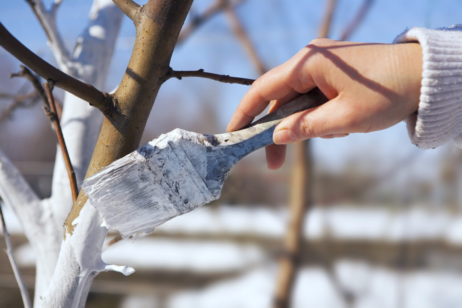 Imbiancare Gli Alberi? Controlla Come Dipingere i Tronchi d'Albero