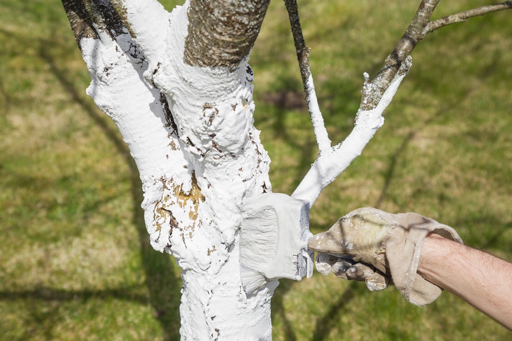 Come si possono proteggere i tronchi degli alberi se non con l'imbiancatura?