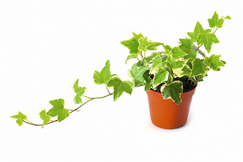 Ivy - hanging kitchen plants